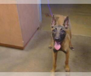 German Shepherd Dog Dogs for adoption in Sacramento, CA, USA