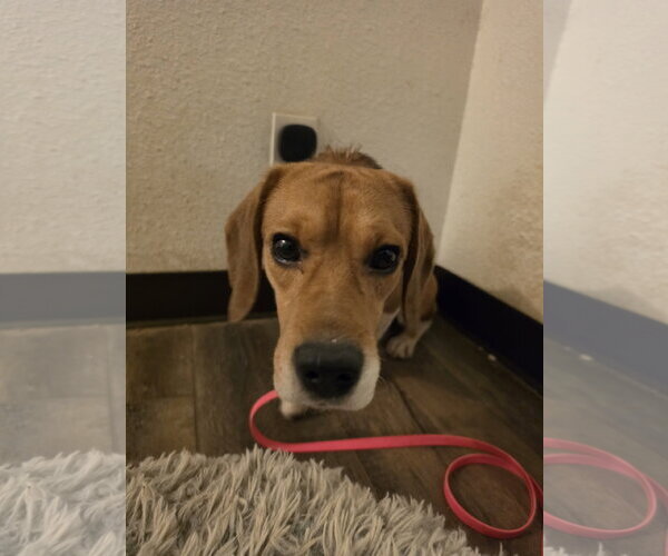 Medium Photo #10 Beagle Puppy For Sale in Las Vegas, NV, USA