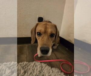 Rook - Male Beagle Dog for Adoption - Photo #10