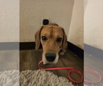 Small #9 Beagle