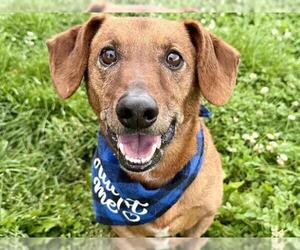 Cardigan Welsh Corgi-Dachshund Mix Dogs for adoption in Pueblo, CO, USA