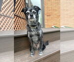 Small #5 Border Terrier-Pug Mix