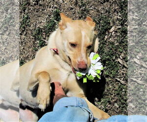 Sprite - Male Retriever -Unknown Mix Dog for Adoption - Photo #4