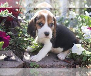 Beagle Puppy for sale in ORO VALLEY, AZ, USA