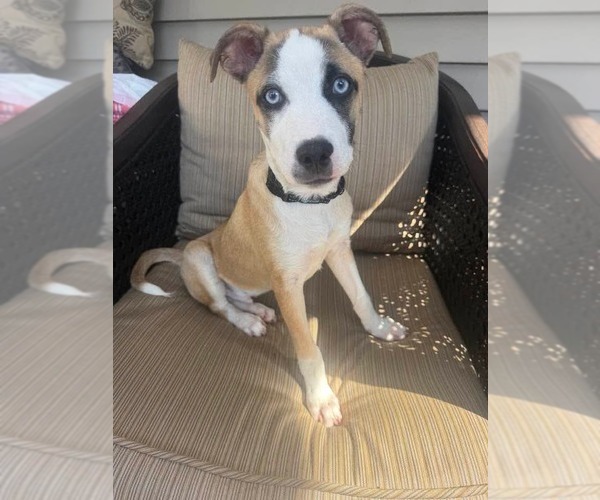 Medium Photo #1 Feist Terrier-Unknown Mix Puppy For Sale in Woodbury, NY, USA