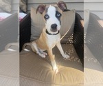 Small Feist Terrier Mix