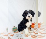 Braxton - Male Bernedoodle (Miniature) Puppy for Sale - Photo #3