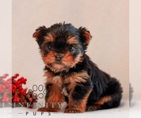 Medium Photo #4 Yorkshire Terrier Puppy For Sale in REINHOLDS, PA, USA