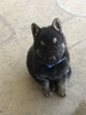 Small Photo #3 German Shepherd Dog Puppy For Sale in FONTANA, CA, USA