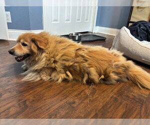 Cardigan Welsh Corgi Dogs for adoption in San Antonio, TX, USA