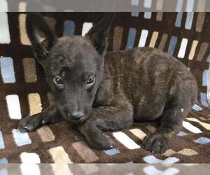 German Shepherd Dog-Unknown Mix Dogs for adoption in HESPERIA, CA, USA