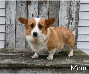 Mother of the Pembroke Welsh Corgi puppies born on 03/16/2024