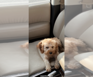 Cavapoo Puppy for sale in MOBILE, AL, USA
