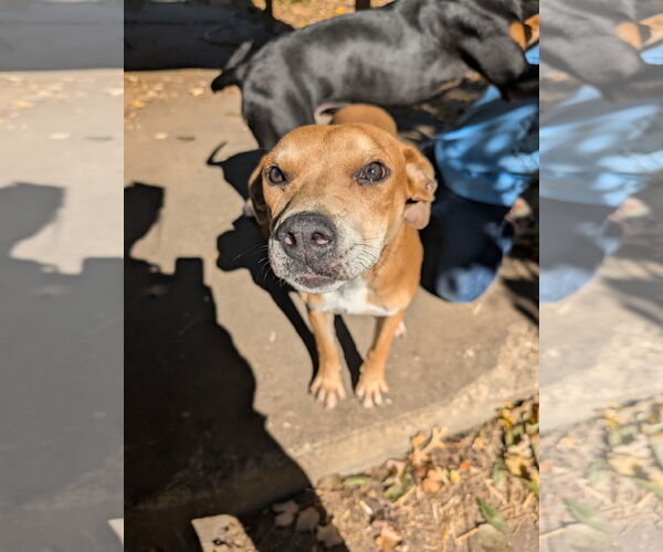 Medium Photo #1 Mutt Puppy For Sale in Overland Park, KS, USA