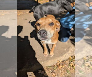 Mutt Dogs for adoption in Overland Park, KS, USA