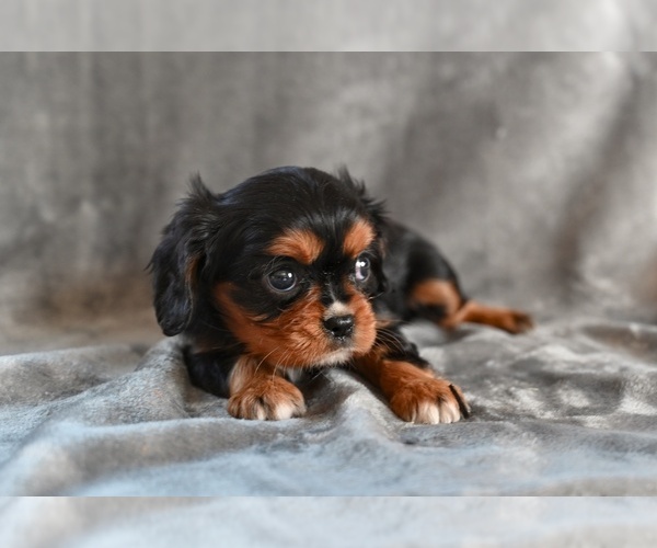 Medium Photo #3 Cavalier King Charles Spaniel Puppy For Sale in MILLERSBURG, OH, USA