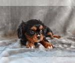 Small #2 Cavalier King Charles Spaniel