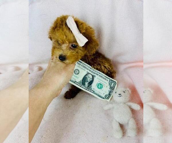 Medium Photo #8 Poodle (Toy) Puppy For Sale in THONOTOSASSA, FL, USA
