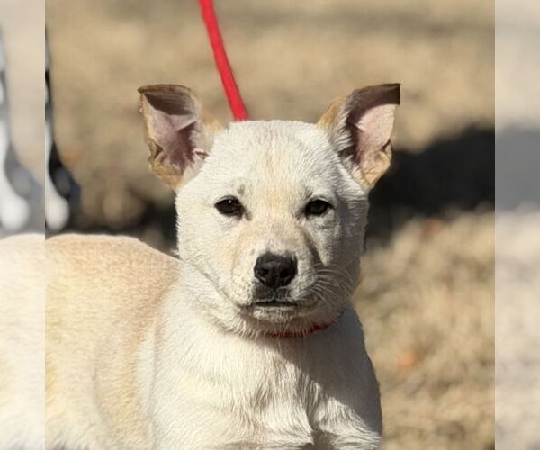 Medium Photo #1 Mutt Puppy For Sale in Yardley, PA, USA