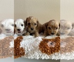 Small #1 Maltipoo (Miniature)