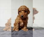 Puppy Green Goldendoodle (Miniature)
