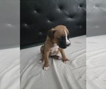 Small Photo #20 Boxer Puppy For Sale in GALLOWAY, NJ, USA