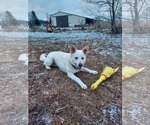 Small white german shepherd Mix