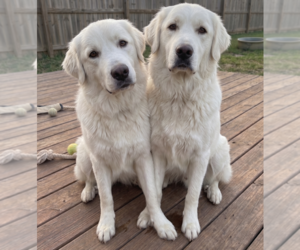 Opal & Pearl - Female Golden Pyrenees Dog for Adoption - Photo #4
