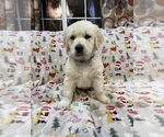 Puppy Jack English Cream Golden Retriever