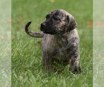 Small #9 Boxer Mix