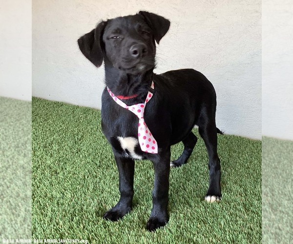 Medium Photo #4 Mutt Puppy For Sale in San Diego, CA, USA