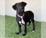 Small #3 Mutt