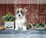 Puppy Natasha Pembroke Welsh Corgi