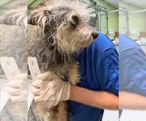 Mutt Dogs for adoption in Tulsa, OK, USA