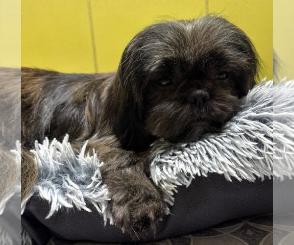 Medium Photo #4 Shih Tzu Puppy For Sale in Alexander, AR, USA