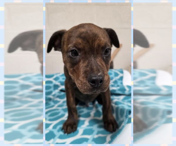 Medium Photo #2 American Staffordshire Terrier-Labrador Retriever Mix Puppy For Sale in Brewster, NY, USA