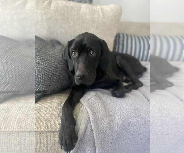 Medium Photo #1 Labrador Retriever-Unknown Mix Puppy For Sale in San Diego, CA, USA