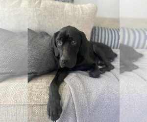 Medium Labrador Retriever Mix