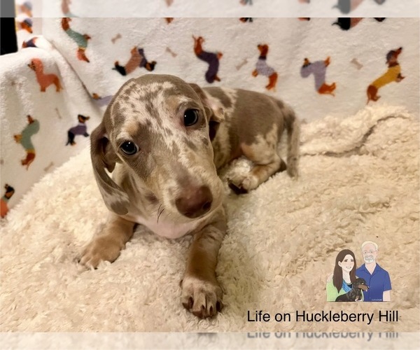 Medium Photo #5 Dachshund Puppy For Sale in LAKEBAY, WA, USA