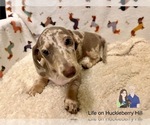Small #4 Dachshund
