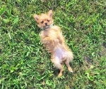 Small Photo #3 Yoranian Puppy For Sale in LEWISBURG, KY, USA