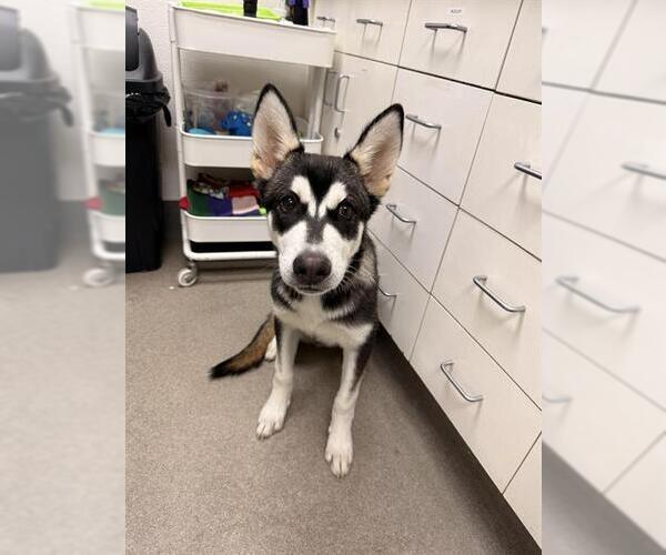 Medium Photo #1 Siberian Husky-Unknown Mix Puppy For Sale in HESPERIA, CA, USA