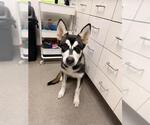 Small Siberian Husky Mix