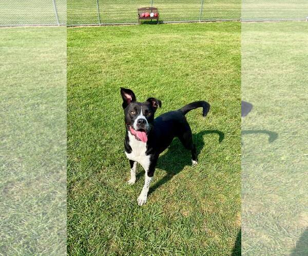 Medium Photo #2 Labrador Retriever-Unknown Mix Puppy For Sale in Rootstown, OH, USA