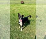 Small #1 Labrador Retriever Mix