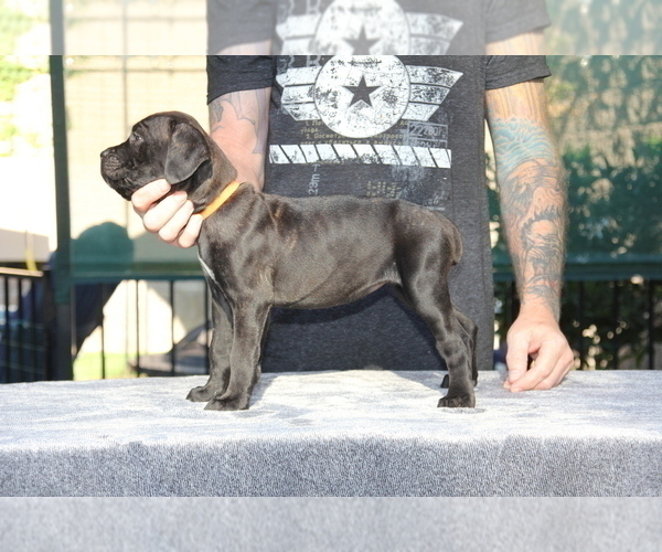 Medium Photo #4 Cane Corso Puppy For Sale in CHULA VISTA, CA, USA
