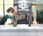 Small Photo #4 Cane Corso Puppy For Sale in CHULA VISTA, CA, USA