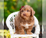 Small #6 Yorkipoo