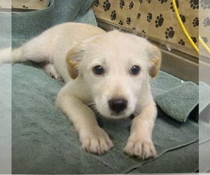 Cairn Terrier-Unknown Mix Dogs for adoption in Pacifica, CA, USA