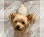 Small Photo #1 Yoranian Puppy For Sale in LEWISBURG, KY, USA